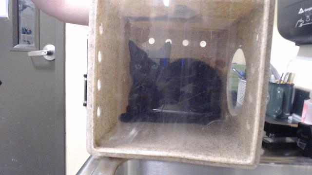 Shelter Stray Unknown Cat last seen Near BLOCK E ASBURY AVE, DENVER CO 80222, Denver, CO 80223