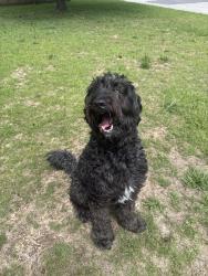 Reunited Male Dog last seen Heather St, Hope Mills, NC 28348, USA, Hope Mills, NC 28348