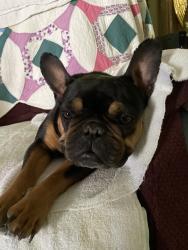 Found/Stray Unknown Dog last seen You tell me! , Brownsburg, IN 46112