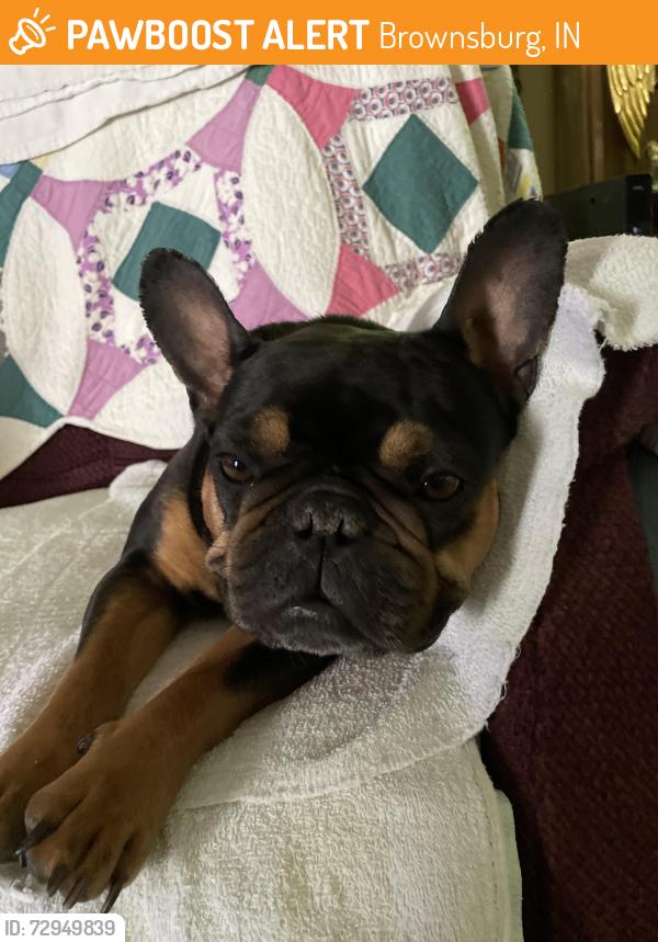Found/Stray Unknown Dog last seen You tell me! , Brownsburg, IN 46112