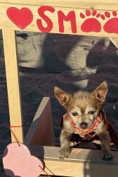 Reunited Female Dog last seen Candlewood and Paramoutn at the AMPM, Lakewood, CA 90712