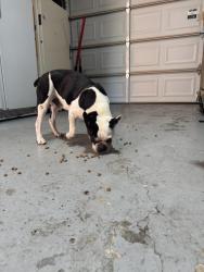 Reunited Male Dog last seen Centerline, Warren, MI 48089