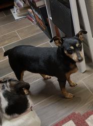 Reunited Female Dog last seen Corbin Drive and Collins, Arlington, TX 76002