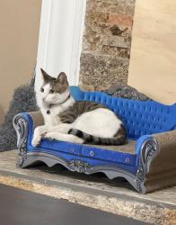 Reunited Male Cat last seen By Rialto ave , Rialto, CA 92376