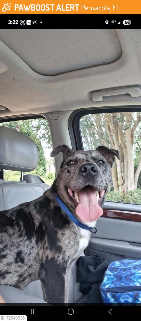 Found/Stray Female Dog last seen Spanish trail Pensacola fl, Pensacola, FL 32504