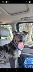 Found/Stray Female Dog last seen Spanish trail Pensacola fl, Pensacola, FL 32504