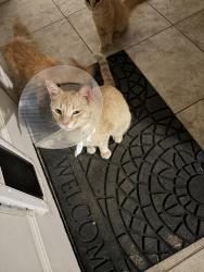 Lost Male Cat last seen Hovenkamp Avenue & Ruth rd Richland hills, Richland Hills, TX 76118