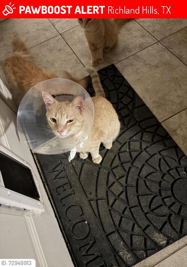 Lost Male Cat last seen Hovenkamp Avenue & Ruth rd Richland hills, Richland Hills, TX 76118