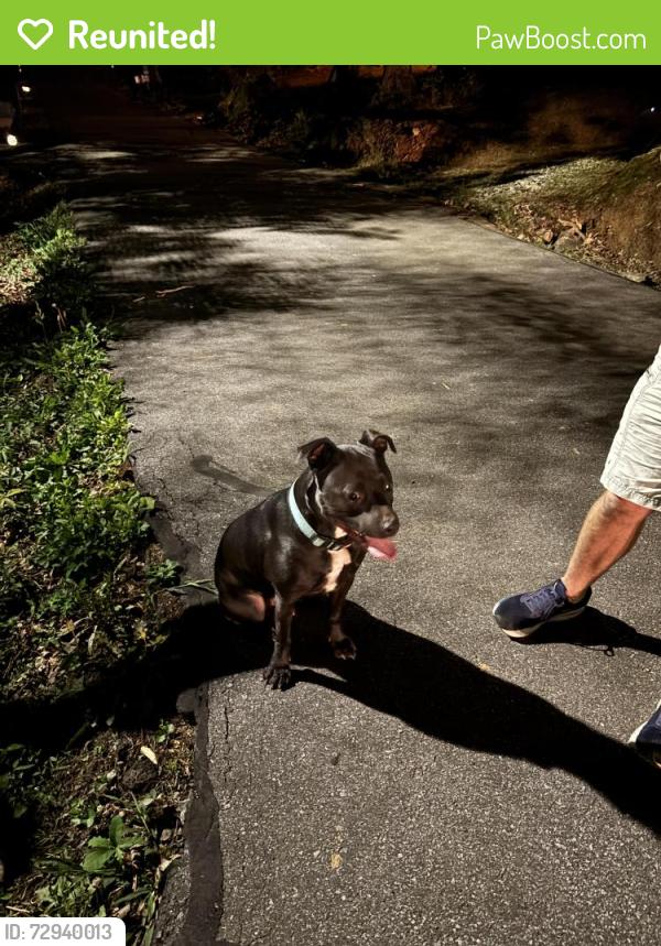 Reunited Male Dog last seen Near Lamar Avenue near Dchool Road, Asheville, NC 28803