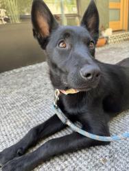 Reunited Female Dog last seen man Ave. and Collis Ave., Los Angeles County, CA 90032