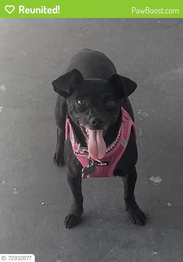 Reunited Female Dog last seen 5th and 42nd Ave , Plantation, FL 33317
