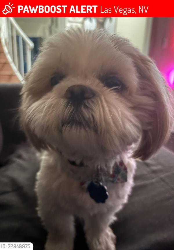 Lost Male Dog last seen Tania in Las Vegas, Las Vegas, NV 89107