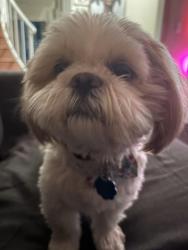 Lost Male Dog last seen Tania in Las Vegas, Las Vegas, NV 89107