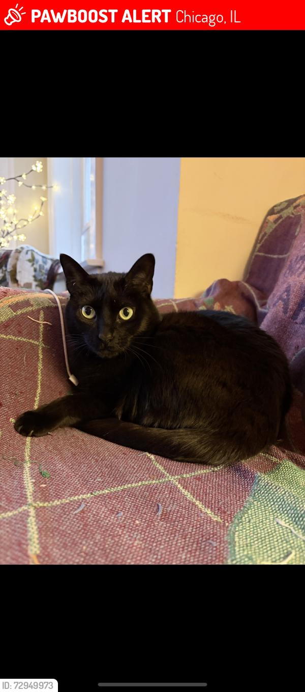 Lost Female Cat last seen Near w Belden Ave , Chicago, IL 60647
