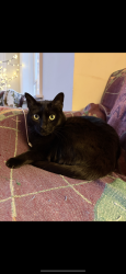 Lost Female Cat last seen Near w Belden Ave , Chicago, IL 60647