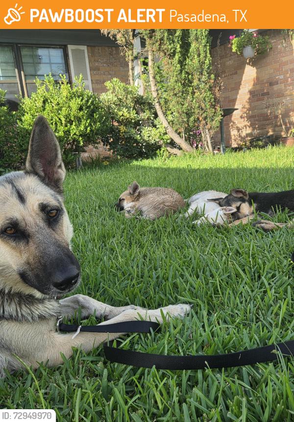 Found/Stray Female Dog last seen Preston & Yale St, Pasadena, TX 77502