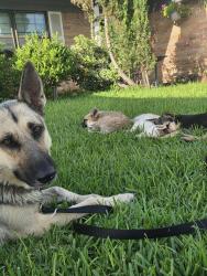 Found/Stray Female Dog last seen Preston & Yale St, Pasadena, TX 77502