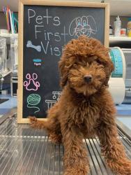Lost Male Dog last seen Van de vanter Ave. , Kent, WA 98030