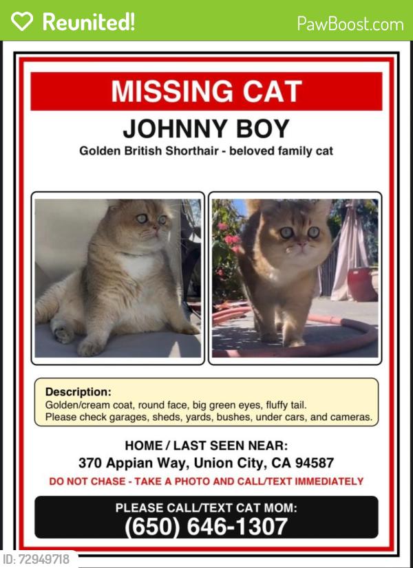 Reunited Male Cat last seen Mission Blvd, Union City, CA 94587