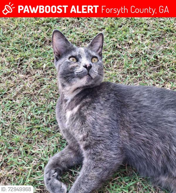 Lost Female Cat last seen India Ln near Payton Rd - Crossview Subdivision, Forsyth County, GA 30041