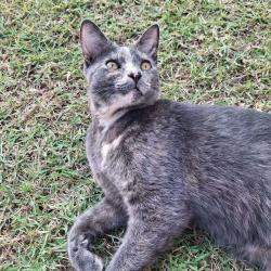 Lost Female Cat last seen India Ln near Payton Rd - Crossview Subdivision, Forsyth County, GA 30041