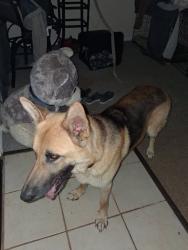 Reunited Male Dog last seen Between Hwy 14 and 85 near Pelham hosp , Greer, SC 29650