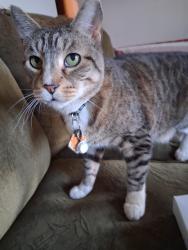 Lost Male Cat last seen rogers high school, Spokane, WA 99207