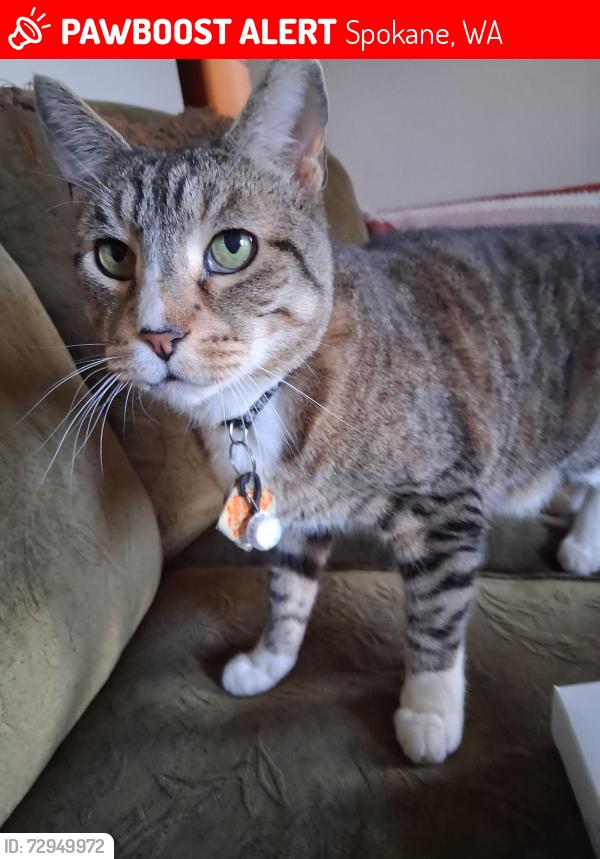 Lost Male Cat last seen rogers high school, Spokane, WA 99207