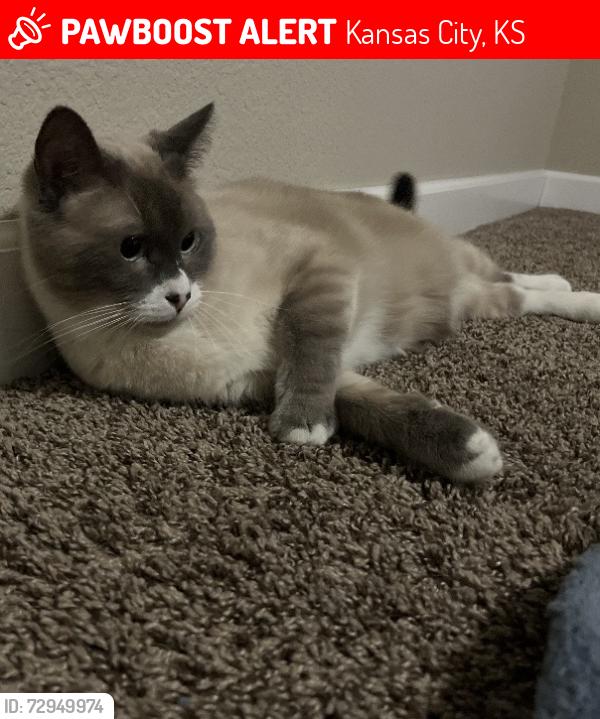 Lost Male Cat last seen Piper middle school, Kansas City, KS 66109