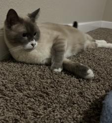 Lost Male Cat last seen Piper middle school , Kansas City, KS 66109