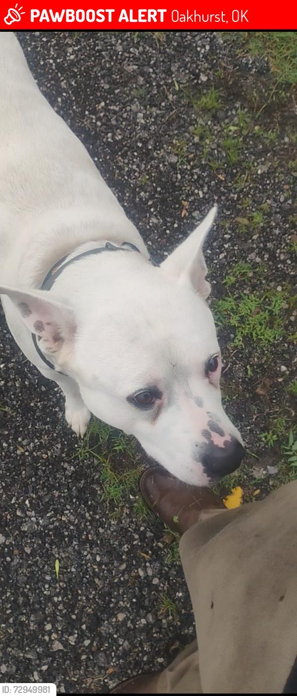 Lost Male Dog last seen 61st 33rd Street , Oakhurst, OK 74107