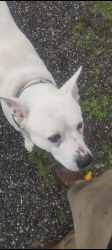 Lost Male Dog last seen 61st 33rd Street , Oakhurst, OK 74107