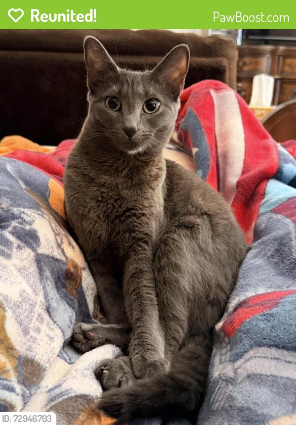 Reunited Female Cat last seen Camino Magnifico and Borden rd, San Marcos, CA 92069