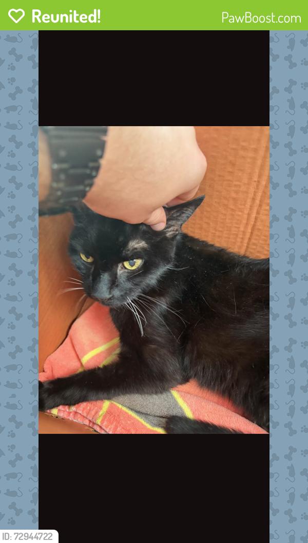 Reunited Male Cat last seen South 5th St..close to the cs, Lindenhurst, NY 11757