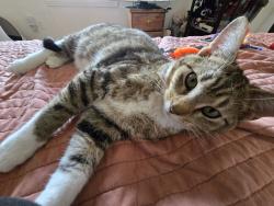 Reunited Male Cat last seen Burlington , The Village, OK 73120