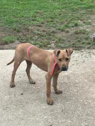 Found/Stray Female Dog last seen Mt. Zion Rd, Rockdale County, GA 30012