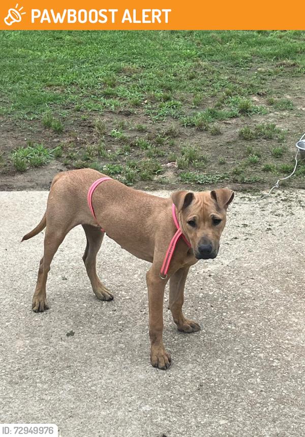 Found/Stray Female Dog last seen Mt. Zion Rd, Rockdale County, GA 30012