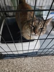 Lost Female Cat last seen Near the sinto side of chief Garry park , Spokane, WA 99217