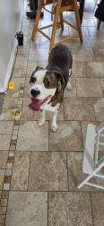 Reunited Male Dog last seen Miller Woods Lane & Churchman Way, Indianapolis, IN 46237