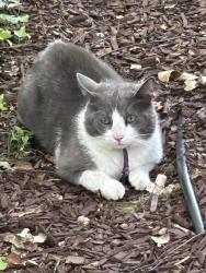Found/Stray Unknown Cat last seen Calvert on red , Huntersville, NC 28078