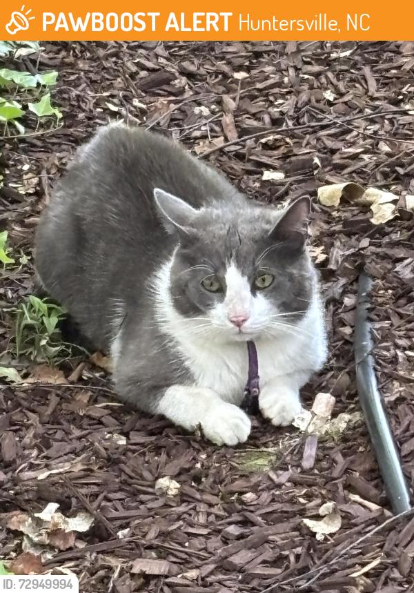 Found/Stray Unknown Cat last seen Calvert on red , Huntersville, NC 28078