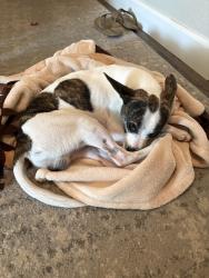Found/Stray Male Dog last seen Clearbrook and Jacinto, Sacramento, CA 95823