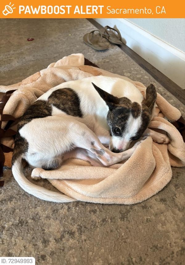 Found/Stray Male Dog last seen Clearbrook and Jacinto, Sacramento, CA 95823