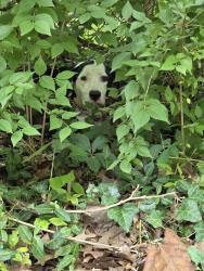 Found/Stray Unknown Dog last seen Near the corner of Marlington and Middlebrook around the fence between Middlebrook and the freeway., Cincinnati, OH 45208