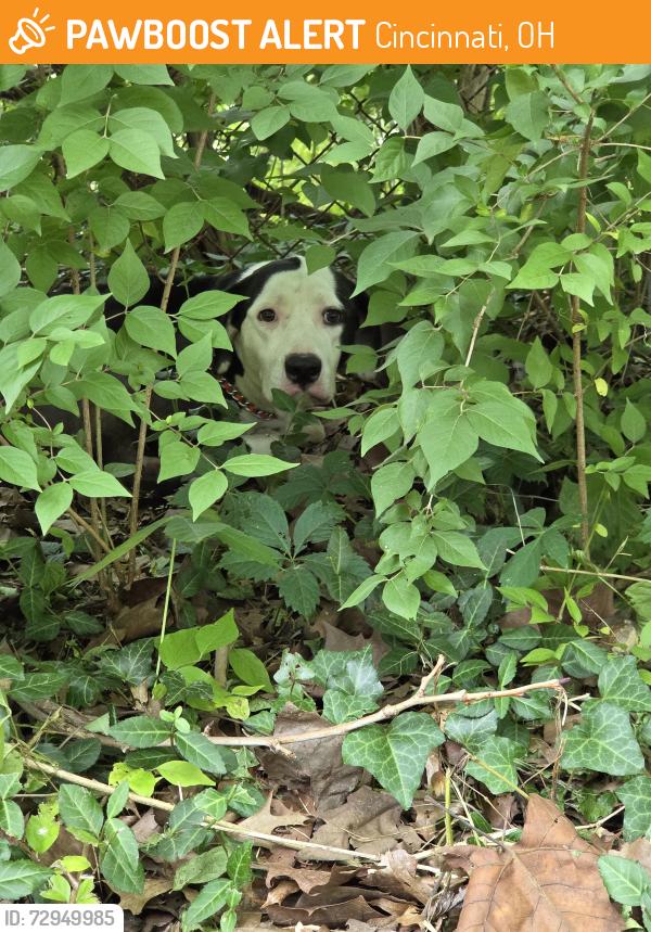 Found/Stray Unknown Dog last seen Near the corner of Marlington and Middlebrook around the fence between Middlebrook and the freeway., Cincinnati, OH 45208