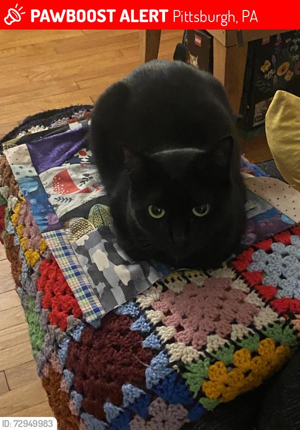 Lost Female Cat last seen Cascade road about halfway between Braddock and Fairfax road, Pittsburgh, PA 15221