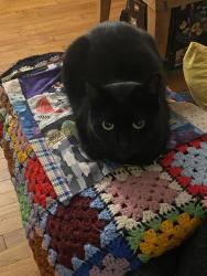 Lost Female Cat last seen Cascade road about halfway between Braddock and Fairfax road, Pittsburgh, PA 15221
