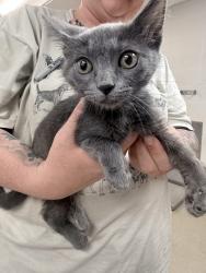 Lost Female Cat last seen     Near 4900 Martin St, Fort Worth, TX 76119