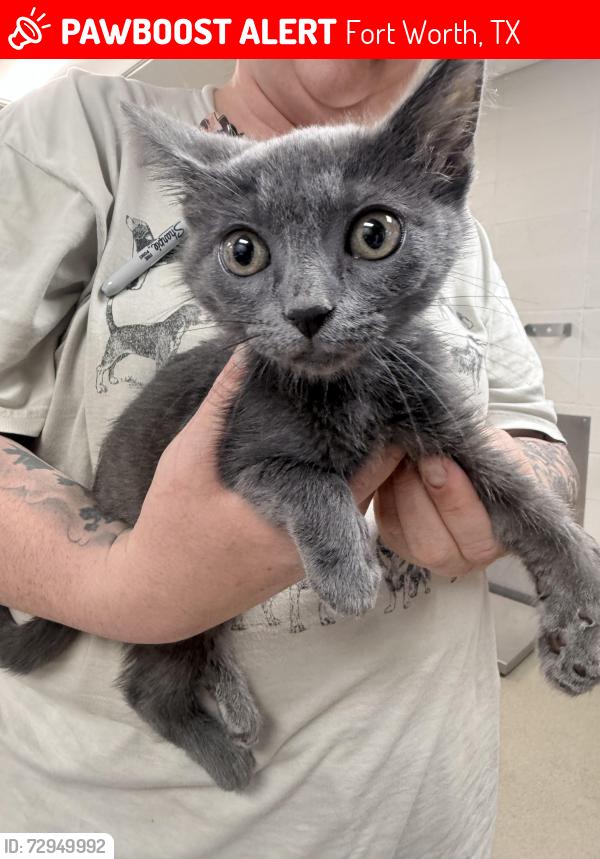 Lost Female Cat last seen     Near 4900 Martin St, Fort Worth, TX 76119