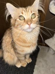 Reunited Female Cat last seen Near 7148 S Hermitage Ave, Chicago, IL 60636